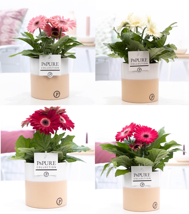 <h4>Gerbera gemengd 2+ in pot Pure Rosy keramiek</h4>