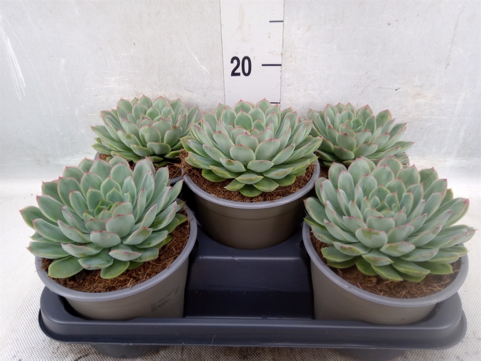 <h4>Echeveria lilacina 'Silver Pearl'</h4>