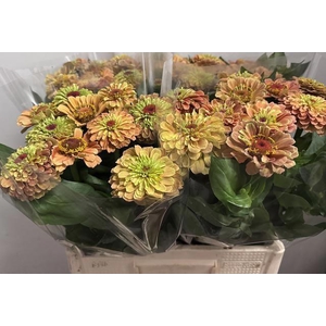 ZINNIA ENVY
