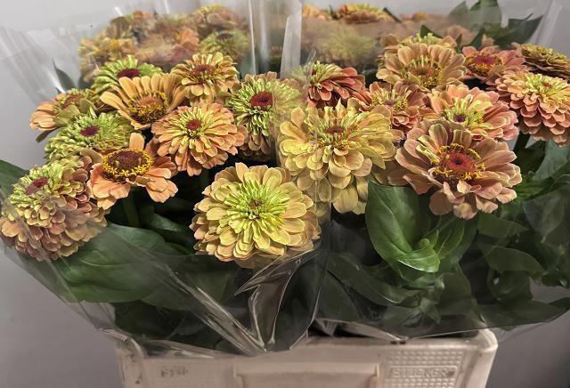 <h4>ZINNIA ENVY</h4>