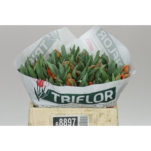 Tulipa Pa Pr Irene