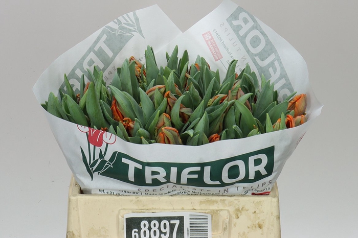 <h4>Tulipa Pa Pr Irene</h4>