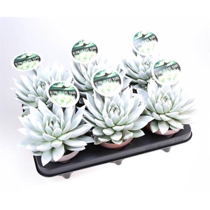 ECHEVERIA GLOW IN THE DARK P12