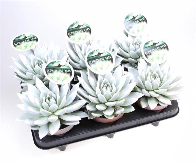 <h4>ECHEVERIA GLOW IN THE DARK P12</h4>