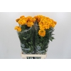 Tagetes Marigold Promise Light Orange