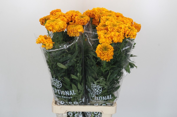 Tagetes Marigold Promise Light Orange
