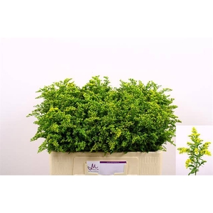 SOLI CARZAN GLORY chambre