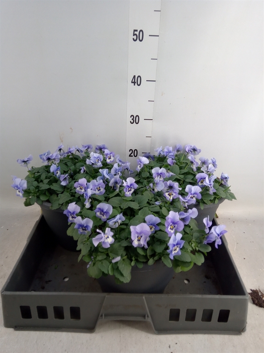 <h4>Viola corn. 'Evo Mini Marina'</h4>