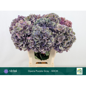 Hydr Opera Purple Gray 60 cm Vicini