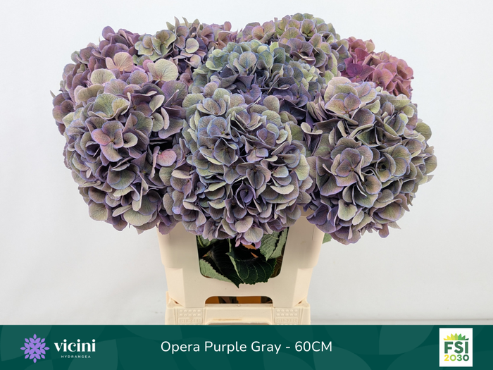 <h4>Hydr Opera Purple Gray 60 cm Vicini</h4>