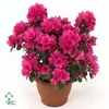 RHODO SI NAZAR ROOD