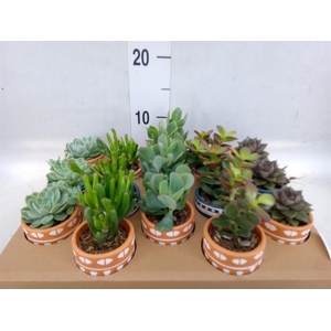 Succulents   ...