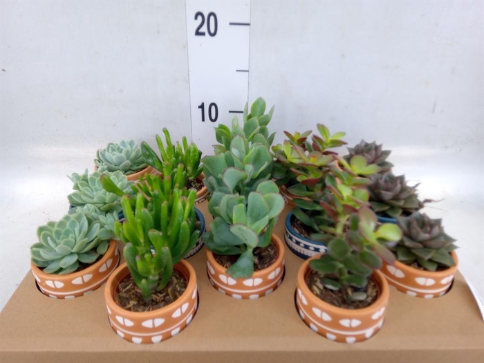 <h4>Succulents   ...</h4>