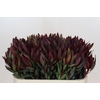 Leucadendron Saf Sunset Dark R.