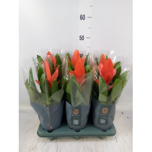 Vriesea  'Intenso Orange'