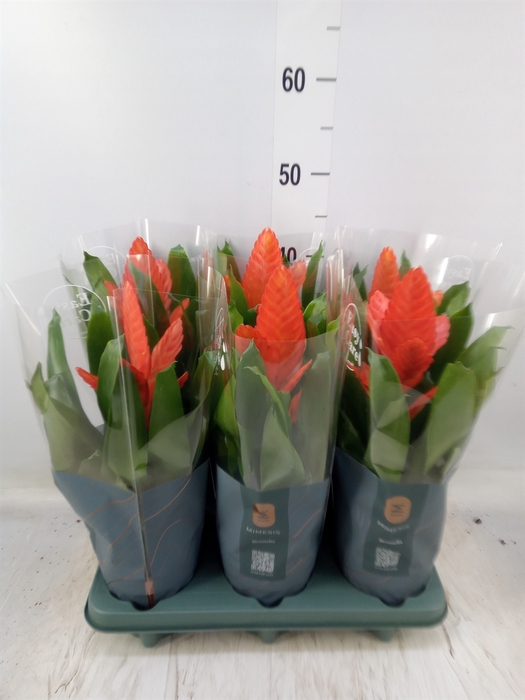 <h4>Vriesea  'Intenso Orange'</h4>