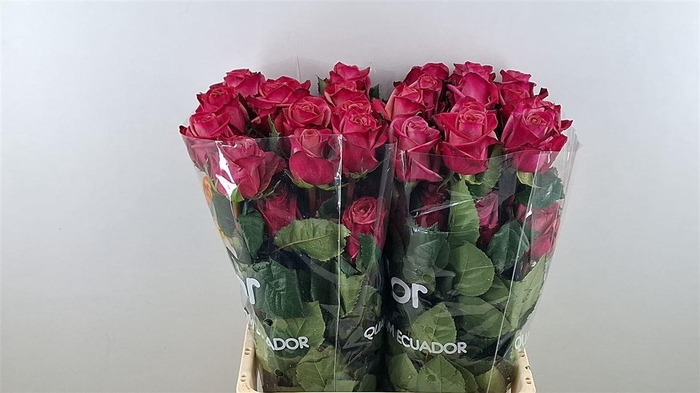 <h4>R Gr Barista Ll</h4>