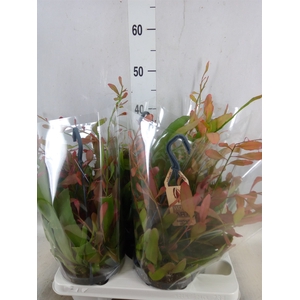 Rhipsalis   ...