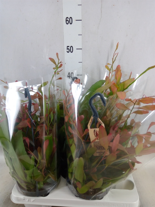<h4>Rhipsalis   ...</h4>