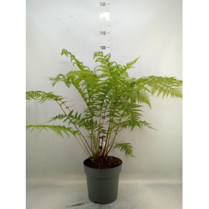 Dicksonia antarctica