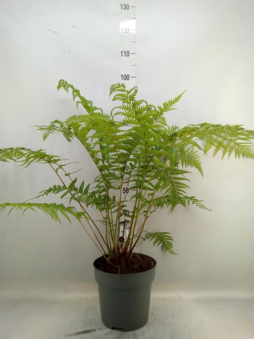 <h4>Dicksonia antarctica</h4>