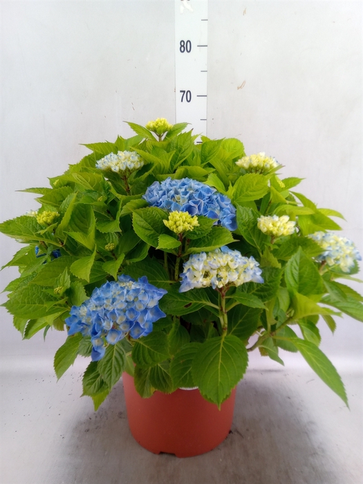 <h4>Hydrangea mac. 'Hi River'</h4>