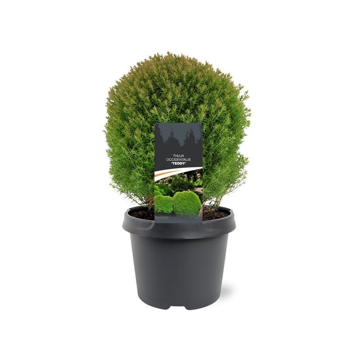 <h4>Thuja occidentalis 'Teddy'</h4>