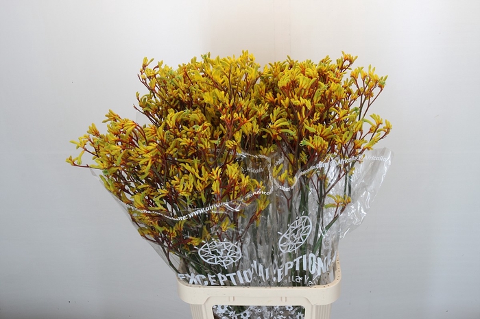 Kangaroo Paw Gold Fever Indoor