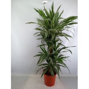 Dracaena fr de 'Warneckei'