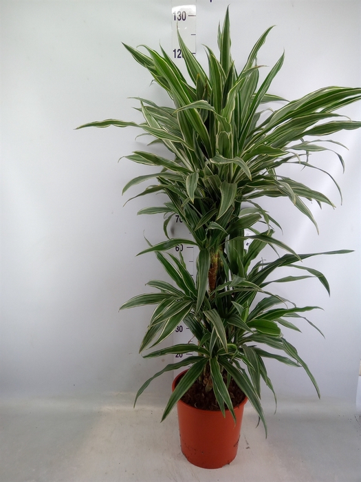 <h4>Dracaena fr de 'Warneckei'</h4>