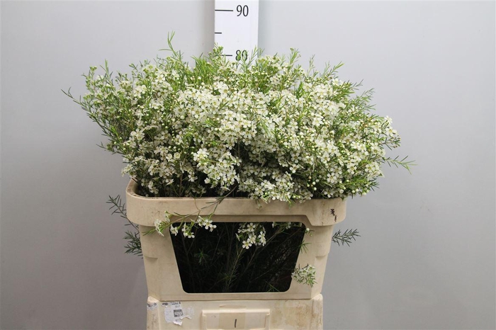 <h4>Chame Un Ofir</h4>