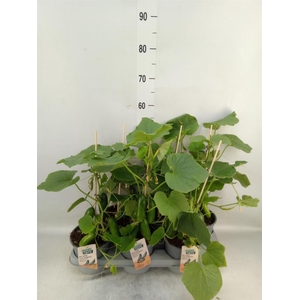 Cucumis sativus   ...