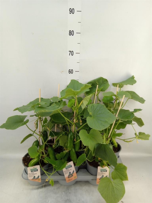 <h4>Cucumis sativus   ...</h4>