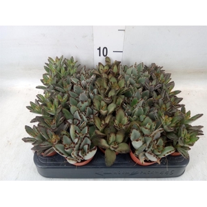 Kalanchoe NF   ...