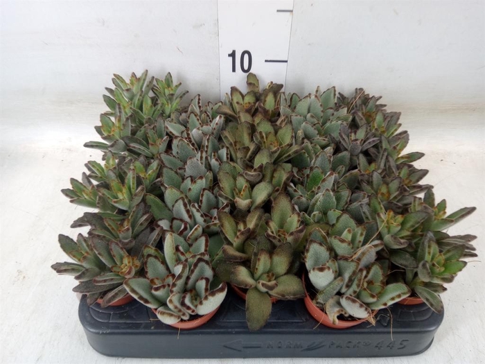 <h4>Kalanchoe NF   ...</h4>