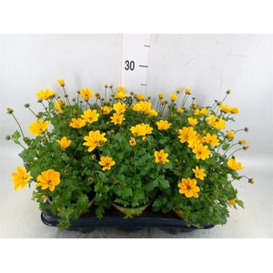 Bidens fer. 'Golden Empire'