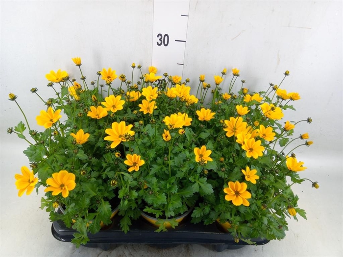 <h4>Bidens fer. 'Golden Empire'</h4>