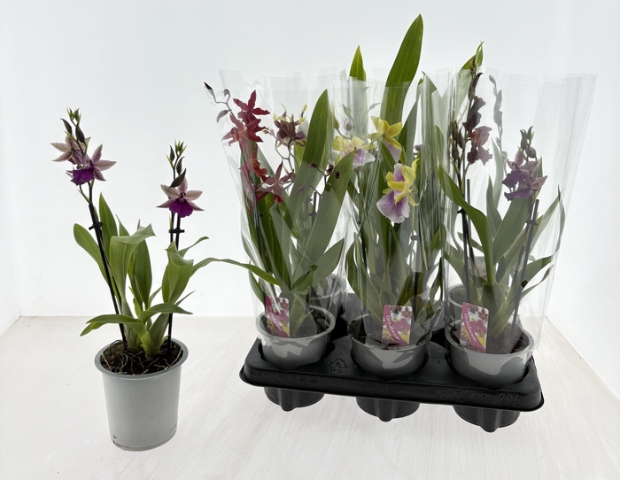 <h4>CAMBRIA GRP GEM</h4>