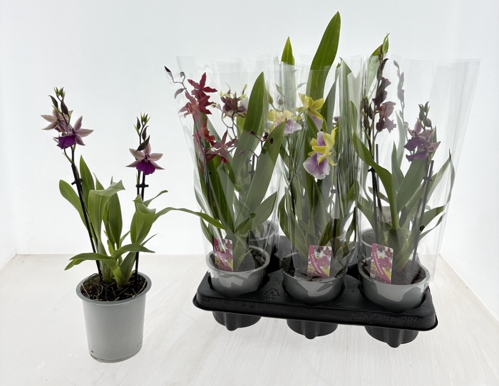 <h4>CAMBRIA GRP GEM</h4>