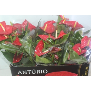 ANTHURIUM MICHIGAN P17 PREMIUM