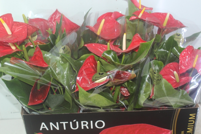 <h4>ANTHURIUM MICHIGAN P17 PREMIUM</h4>