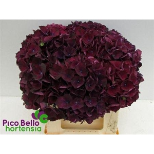 HORT  M MAG RUBYRED P