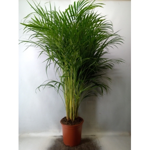 Dypsis lutescens   ...Chrysalidoca