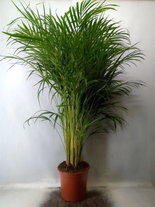 <h4>Dypsis lutescens   ...Chrysalidoca</h4>