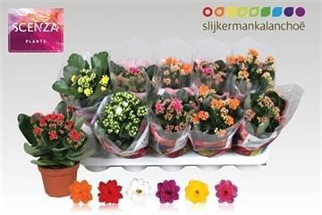 <h4>KAL GE GEM 5 KL</h4>