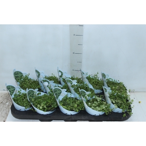 PEPEROMIA PROSTATA P11