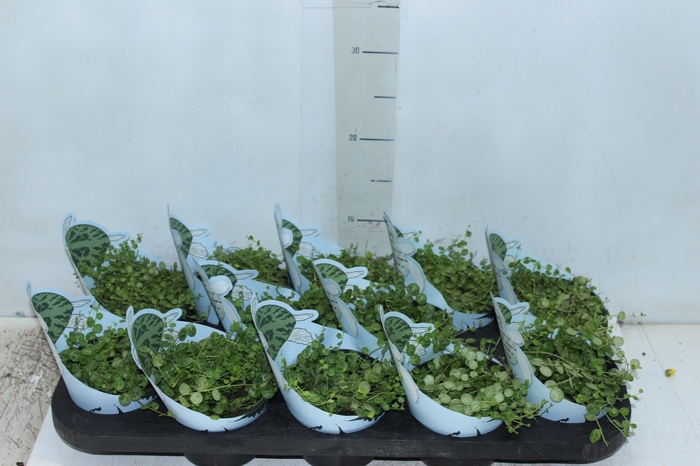 <h4>PEPEROMIA PROSTATA P11</h4>