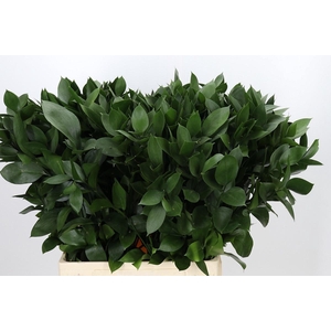 RUSCUS HYPOPHYLLUM