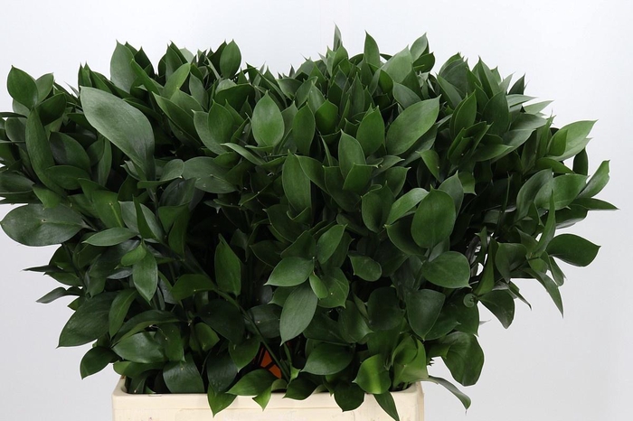 <h4>RUSCUS HYPOPHYLLUM</h4>