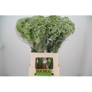 AMMI VISNAGA